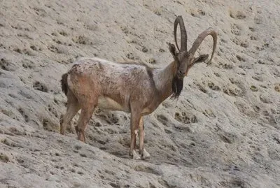 Aegagrus blythi jigsaw puzzle