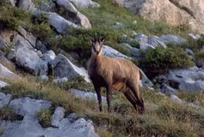 Camoscio alpino jigsaw puzzle