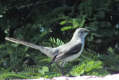 My beautiful bird neighbor