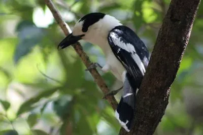 Vanga dal becco uncinato