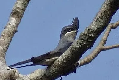 Rondone arboricolo crestato