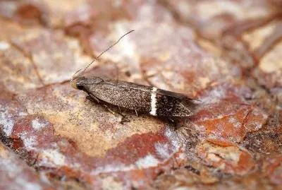 Syncopacma ochrofasciella