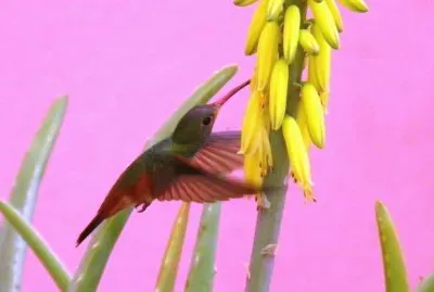 My lovely friend in my garden