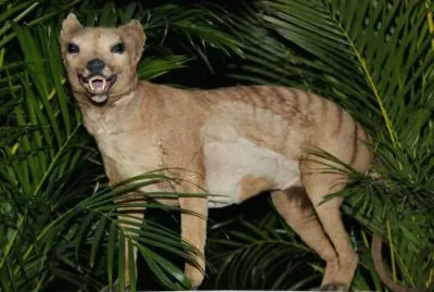 Tigre della tasmania jigsaw puzzle