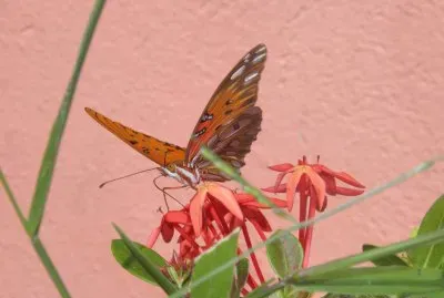 Very beautiful butterfly in my garden