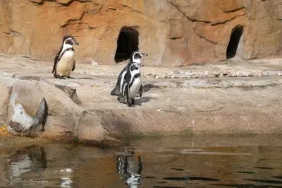 Penguins