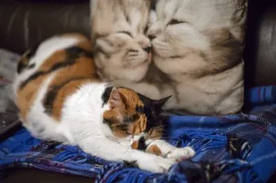 cat stretch