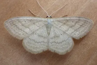 Scopula inductata