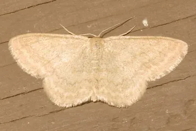 Scopula limpoundata
