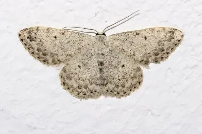 Scopula marginepunctata