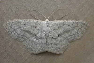 Scopula nigropunctata