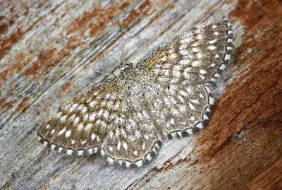 Scopula tesseralia