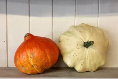 Two Pumpkin Gourds Autumn