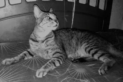 My cuten cat mummy surreal