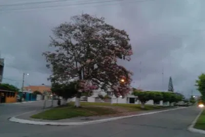 Beautiful tree in my town jigsaw puzzle