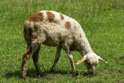 Grazing lamb