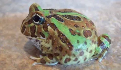 Pacman jigsaw puzzle