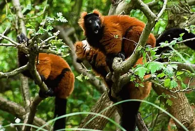 Varecia rubra jigsaw puzzle