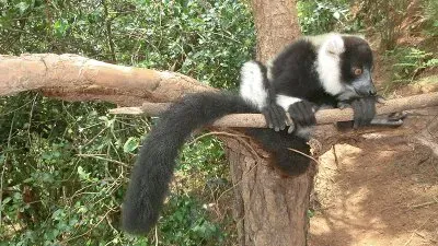 Varecia variegata jigsaw puzzle