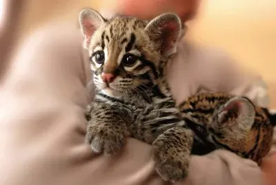 Di iriomote jigsaw puzzle