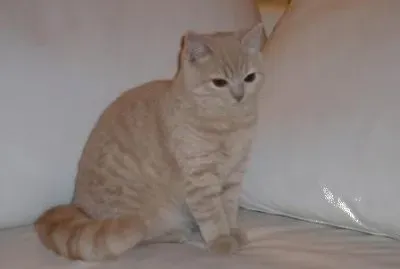 British shorthair creme
