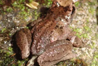 Con la coda jigsaw puzzle