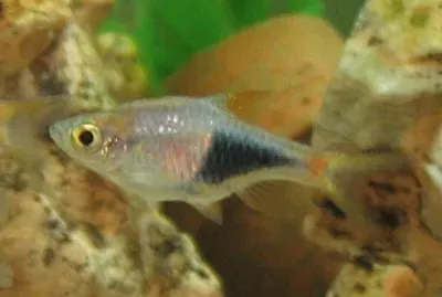 Harlequin rasbora