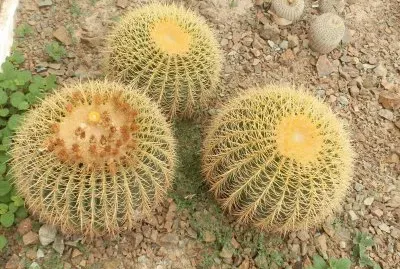 Jardin Mexico jigsaw puzzle