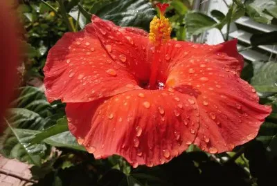 Cayena1 jigsaw puzzle