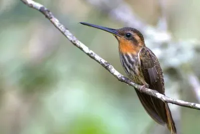 Eremita becco a seta