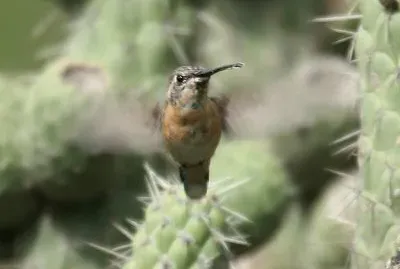 Silvistella dal collare