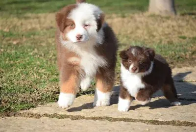 Miniature american shepherd