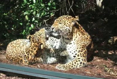 Leopardo della cina orientale jigsaw puzzle