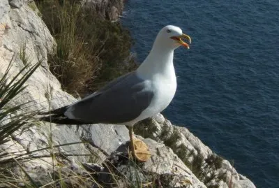 PALMARIA