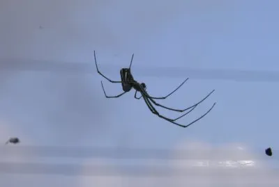 one of my beautiful spider friends