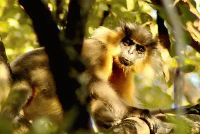 Capped langur jigsaw puzzle