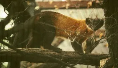 Martora dalla golagialla jigsaw puzzle