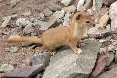 Donnola degli altai jigsaw puzzle