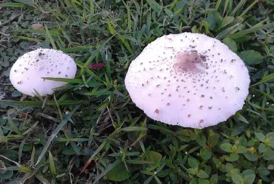 mushrooms in my garden