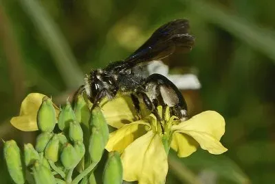 Andrena agilissima jigsaw puzzle