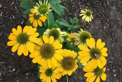 Flowers and Bee