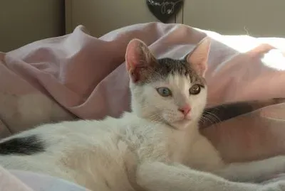 Bowie the cat