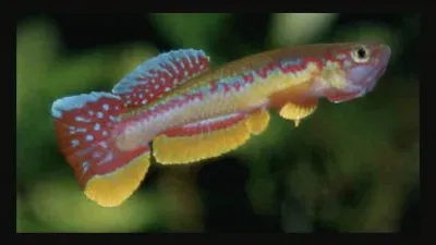 Aphyosemion wachtersi