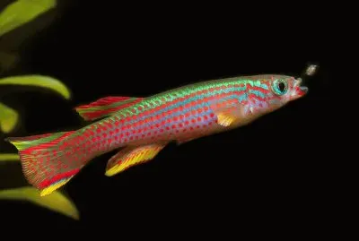 Aphyosemion striatum