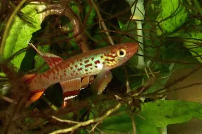 Aphyosemion australe