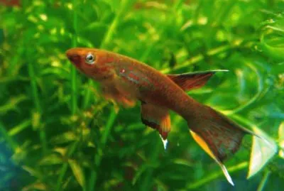 Aphyosemion australe chocolate