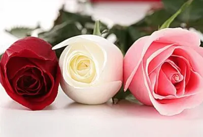 çŽ«ç‘° jigsaw puzzle