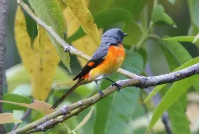 Minivet piccolo