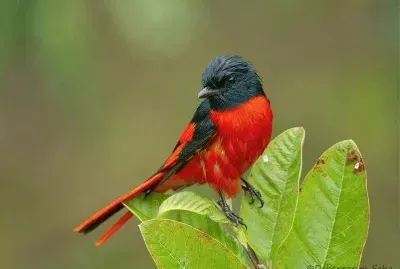 Minivet scarlatto