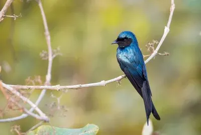 Drongo bronzeo